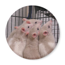 Rats magnets by okcshelter Rats magnets