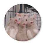 Rats magnets