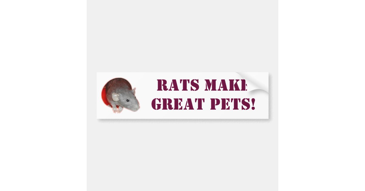 Rats make great pets! Bumper Sticker Zazzle
