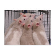 Rats postcards by okcshelter Rats postcards
