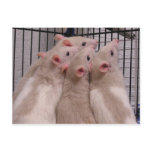 Rats postcards