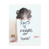 Rats R Friends Not Food 2 Post Cards