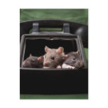 Rats tapped your phone postcards