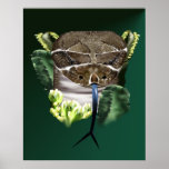 Rattle Snake Face Poster posters