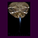 Rattle Snake Head black Poster