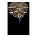 Rattle Snake Head black Poster posters