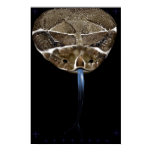 Rattle Snake Head black Poster