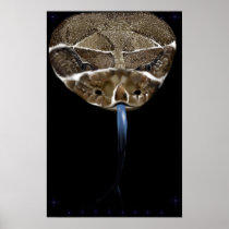 Rattle Snake Head black Poster