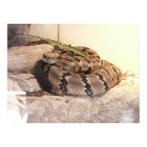 Rattle Snake Stare posters by SafireLady Rattle Snake Stare posters