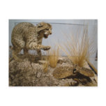 Rattle Snake vs Bobcat Postcard