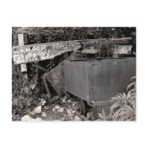 Rattler Snaks postcards