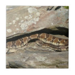 Rattlesnake at Shenandoah National Park Tile