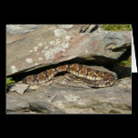 Rattlesnake Card