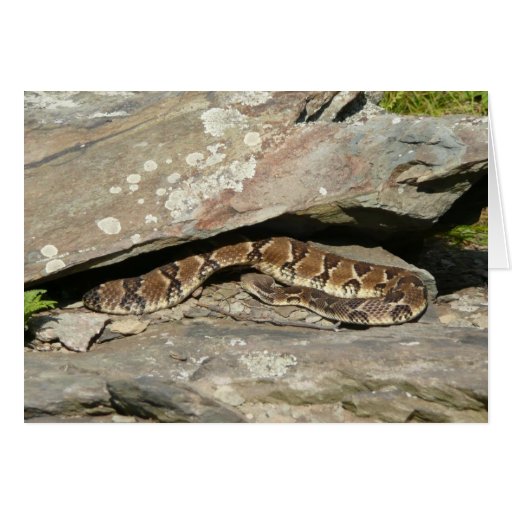 Rattlesnake Card