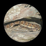 Rattlesnake Magnet