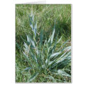 rattlesnake master cards