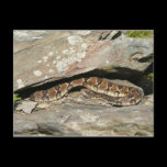 Rattlesnake Postcard