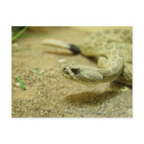 Rattlesnake Postcard by blumenthalphoto Rattlesnake Postcard