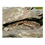 Rattlesnake Postcard