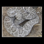 Rattlesnake postcards