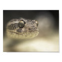 Rattlesnake posters