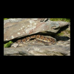 Rattlesnake Print