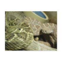 Rattlesnakes Postcard by blumenthalphoto Rattlesnakes Postcard