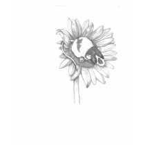 Ratty sunflower t-shirts