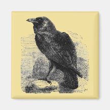 Raven Corvus Magnets