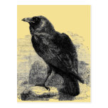 Raven Corvus Postcards