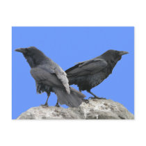 Raven Crow Couple - 2 Crows Ravens Post Cards
