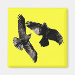 Raven Dance Magnets