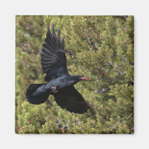 Raven Delivery Fridge Magnet