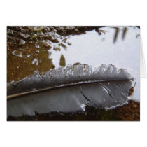 Raven Feather cards