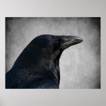 Raven Glamour Shot Print