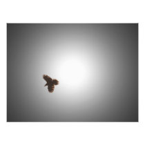 Raven in Flight Photo