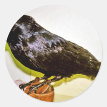 Raven in Hand Round Sticker