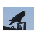 Raven in Silhouette, Unalaska Island postcards