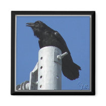 Raven magnets