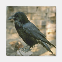 Raven magnet