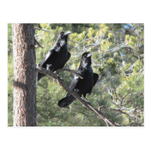 Raven Pair in the Mountain Postcard