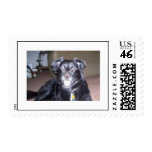 Raven Postage Stamp
