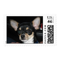 Raven stamps