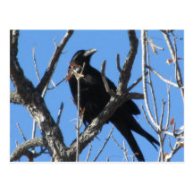 Raven Postcard
