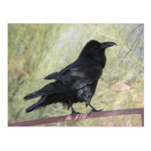 Raven Postcards