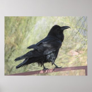 Raven Poster