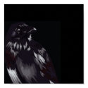 raven-shirt posters