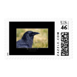 RAVEN STUDY Collection Postage Stamps