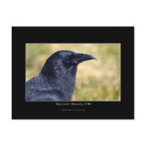 RAVEN STUDY Collection postcards by RavenSpiritPrints RAVEN STUDY Collection postcards