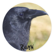 RAVEN STUDY Collection stickers by RavenSpiritPrints RAVEN STUDY Collection stickers